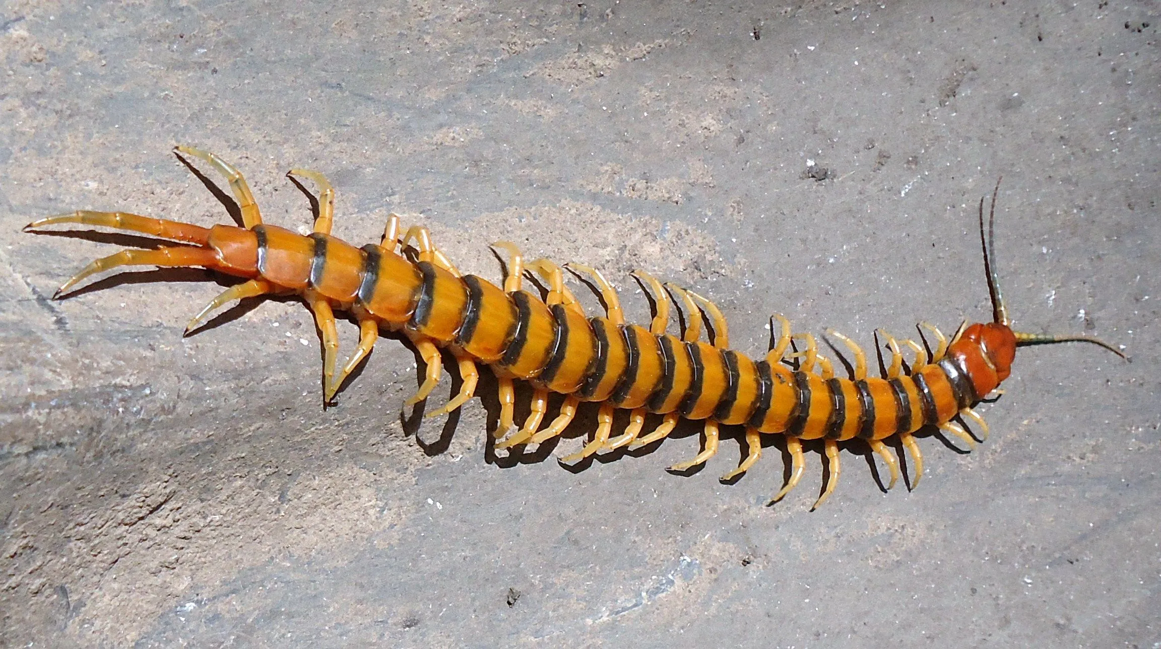 ESCOLOPENDRA- CIEN PIES | Flickr - Photo Sharing! ESCOLOPENDRA- CIEN PIES | Flickr - Photo Sharing!