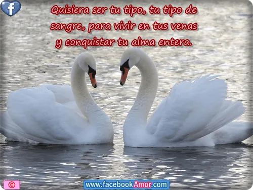 Imagenes de cisnes enamorados con frases - Imagui Imagenes de cisnes enamorados con frases - Imagui
