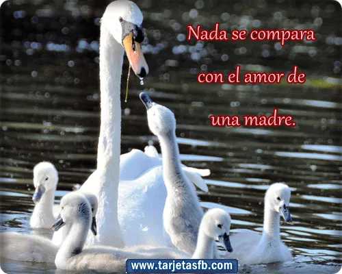 Imagenes de cisnes enamorados con frases - Imagui Imagenes de cisnes enamorados con frases - Imagui