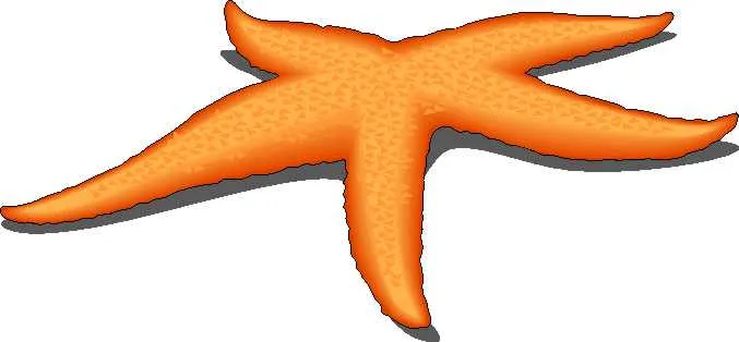 Imágenes clipar de estrellas de mar triton crustaceos - Foto ... Imágenes clipar de estrellas de mar triton crustaceos - Foto ...