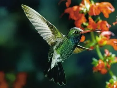 ImÁgEnEs░░▒▓: COLIBRÍES O PICAFLORES.