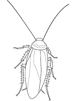 Imagenes para colorear: Dibujo de un grillo para que colorees
