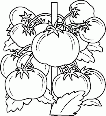 Imagenes para colorear: Dibujo de la planta de Jitomates para colorear Imagenes para colorear: Dibujo de la planta de Jitomates para colorear