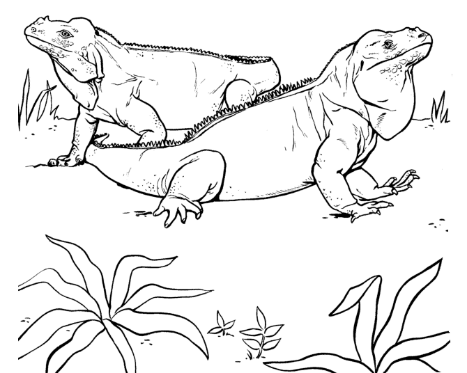Imagen de iguana para dibujar - Imagui