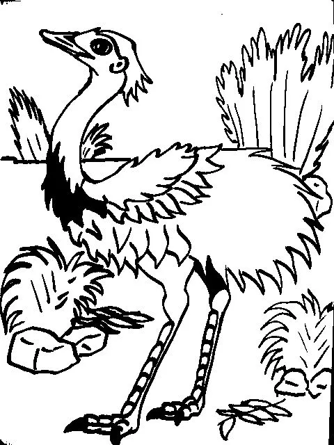 Imagenes para colorear de un ñandu - Imagui