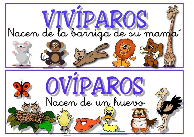 viviparos/oviparos | fichas y laminas de estudios | Pinterest ...