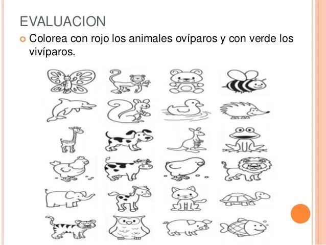 imagenes para colorear para niños pequeños sobre viviparos ... imagenes para colorear para niños pequeños sobre viviparos ...