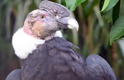 Imagenes del condor de los andes para colorear - Imagui