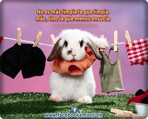 Imagenes de conejitos para compartir - Imagui