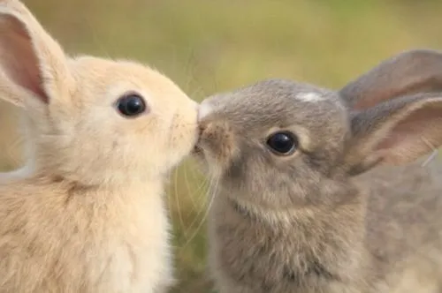 Conejitos tiernos de amor - Imagui