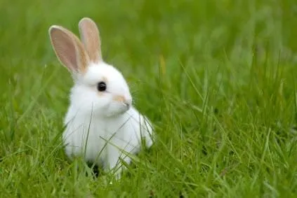 Imágenes de conejos | Fondos de pantalla y mucho más