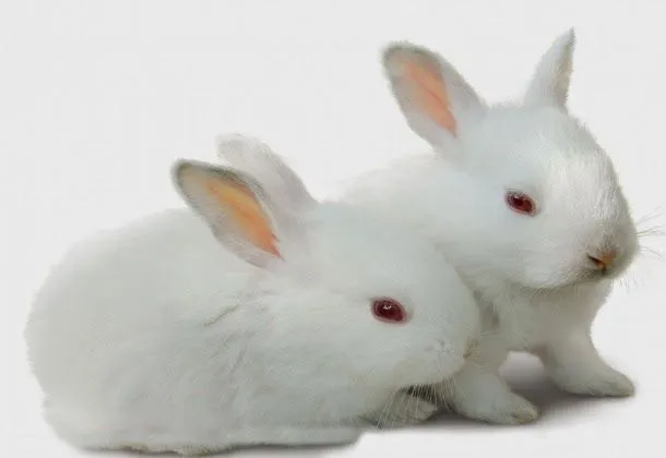 Imagenes de Conejos: Imagen tierno conejito beige 23-08-2014 ... Imagenes de Conejos: Imagen tierno conejito beige 23-08-2014 ...