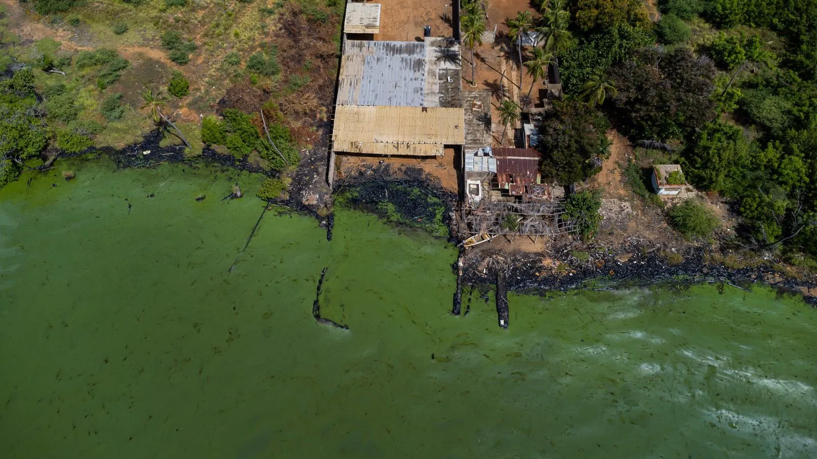 En imágenes: contaminación pinta de verde el lago de Maracaibo
