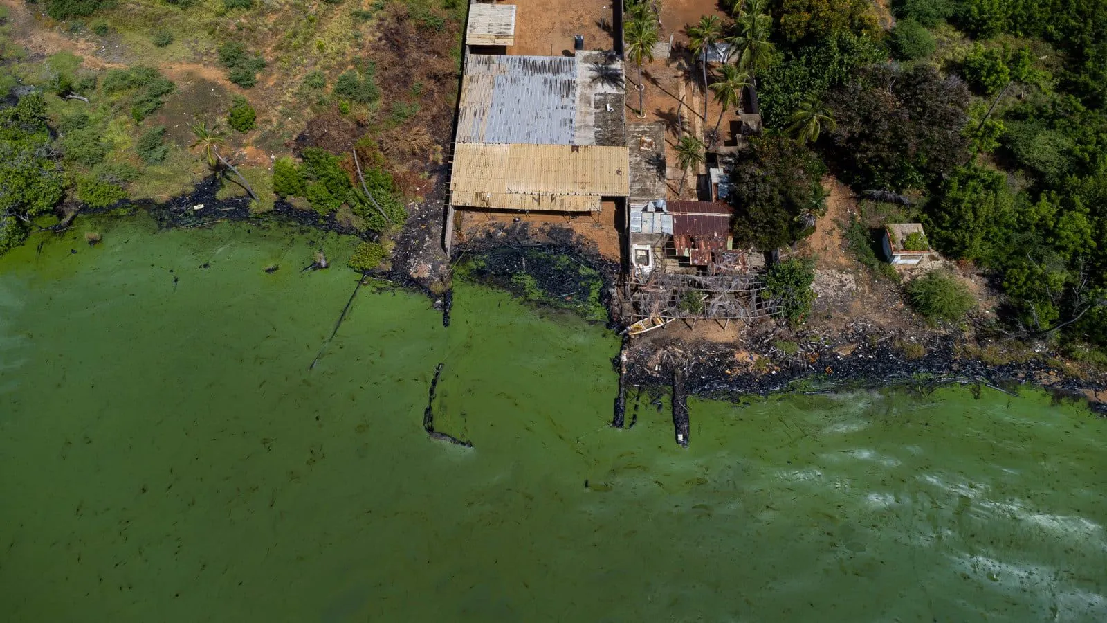 En imágenes: contaminación pinta de verde el lago de Maracaibo En imágenes: contaminación pinta de verde el lago de Maracaibo