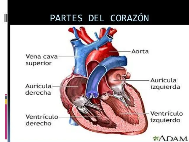 Imagenes de el corazon humano - Imagui