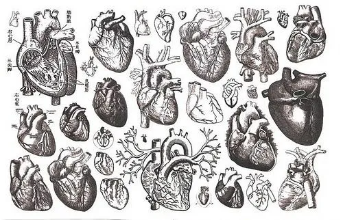 Imagenes de corazones reales en dibujo - Imagui Imagenes de corazones reales en dibujo - Imagui