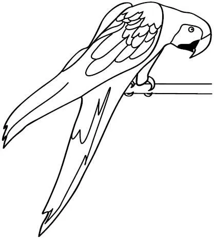 Loros para imprimir y colorear - Imagui