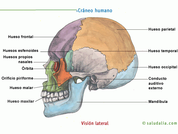 Partes del craneo dibujo - Imagui