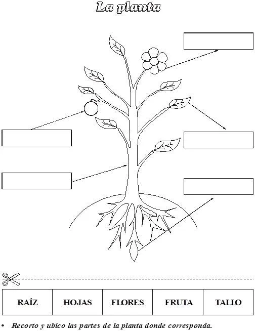 Imagenes de la planta para colorear - Imagui