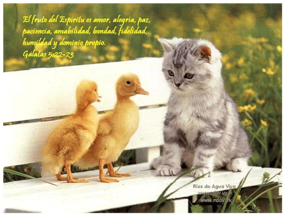 Imágenes Cristianas: Fondo de Escritorio - Animales Imágenes Cristianas: Fondo de Escritorio - Animales