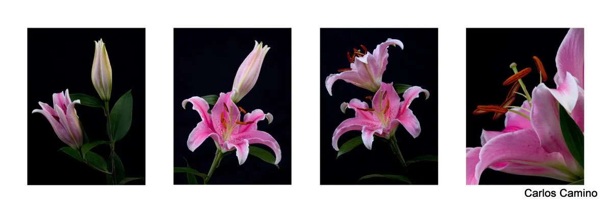 Imagenes para cuadros para imprimir - Imagui Imagenes para cuadros para imprimir - Imagui