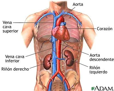 Cuerpo humano con sus partes - Imagui