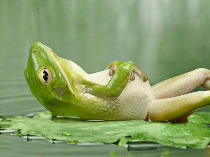 imagenes curiosas: Ayy, Me cayó muy pesada la comida!!