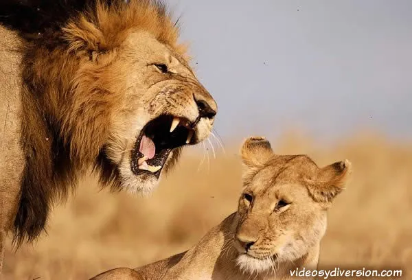 Imágenes curiosas 2 | DerechoAnimal.es