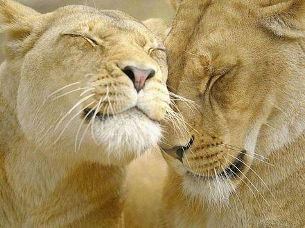 De todo imágenes curiosas: Felinos...