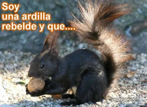 Imagenes curiosas,graciosas,tronchantes... - Hablar sin parar ...