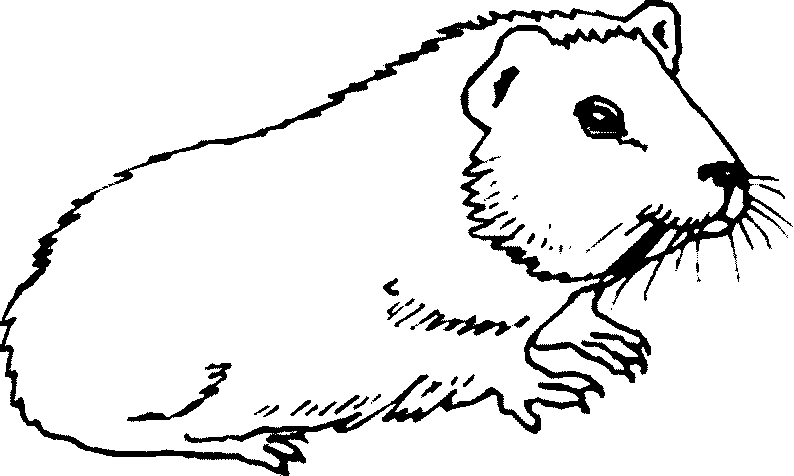 Dibujo cobaya - Imagui