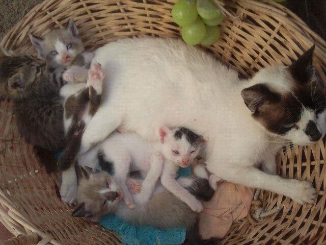 SOS FELINA: Gatas en fincas