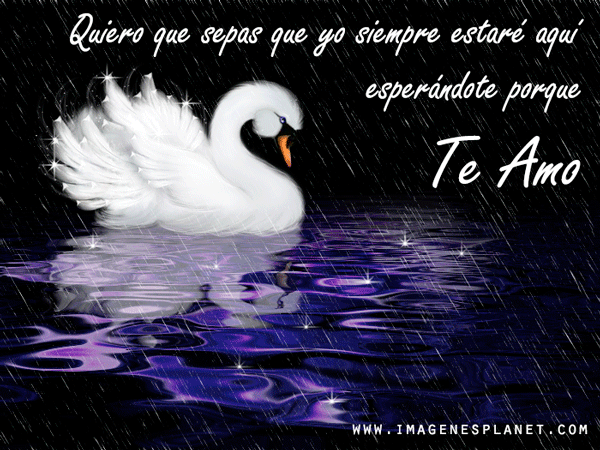 Imagenes-de-cisnes-en-lluvia- ...