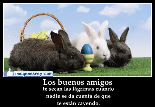 Imágenes de. conejitos con frases de amor - Imagui Imágenes de. conejitos con frases de amor - Imagui