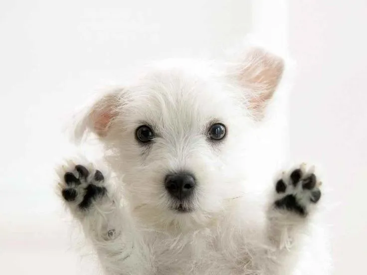 imagenes-de-fondo-de-pantala-de-escritorio-wallpaper-animales ...