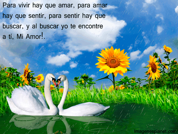 imagenes-de-lindas-cisnes-con- ...