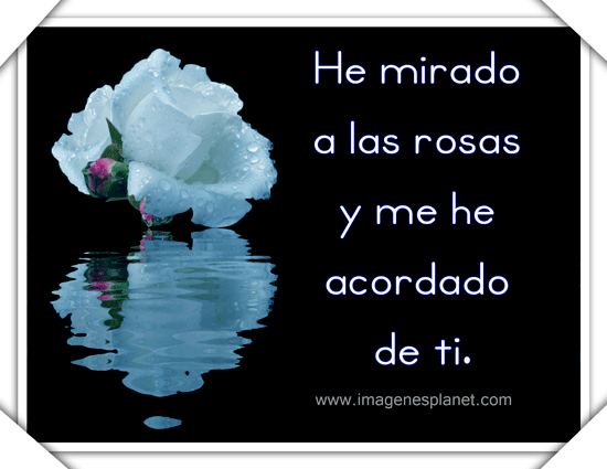 imagenes-de-rosas-blancas-con- ...