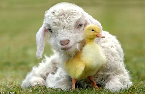 El encanto de animales (