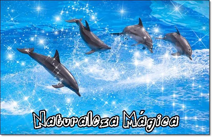 Imagenes d delfines con movimiento - Imagui