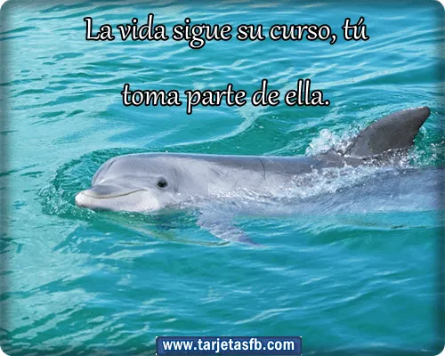 Imagenes de delfines con frases de amor - Imagui Imagenes de delfines con frases de amor - Imagui