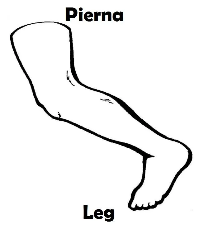 Imagenes para dibujar en Ingles y español: Partes del Cuerpo ... Imagenes para dibujar en Ingles y español: Partes del Cuerpo ...