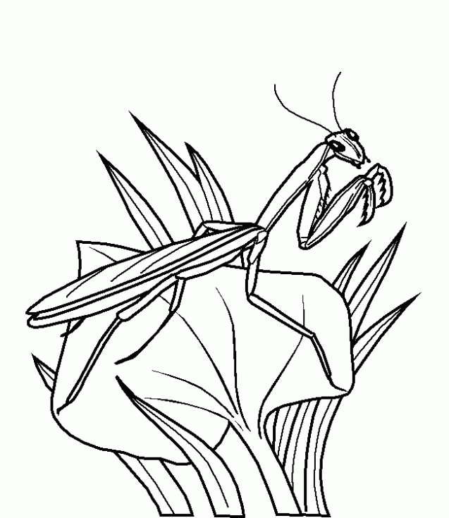 colorear-mantis-religiosa- ...