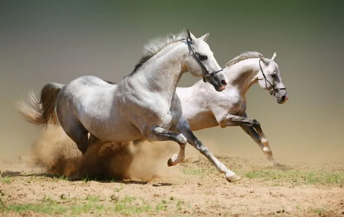 Imágenes De Dibujos Animados De Caballos - Compra lotes baratos de ...