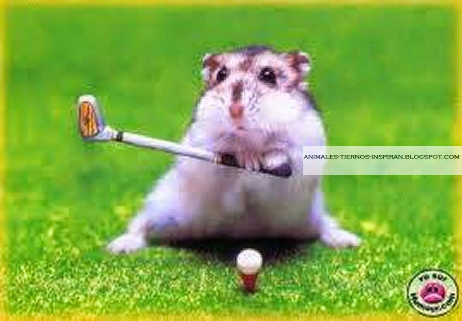 Animales Tiernos Inspiran: imágenes de animales bebes pequeños Animales Tiernos Inspiran: imágenes de animales bebes pequeños