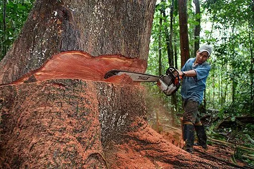 IMAGENES Y DIBUJOS: FOTO DE TALA DE ARBOLES IMAGENES Y DIBUJOS: FOTO DE TALA DE ARBOLES