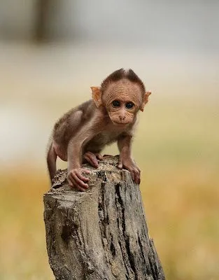 IMAGENES Y DIBUJOS DEL MUNDO: 14 fotografías de changos bien monos ...