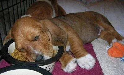 Imagenes divertidas de Animales | El gallinero