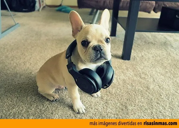 DJ-perrete.jpg