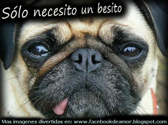 IMAGENES DIVERTIDAS PARA FACEBOOK | Imaganes, amor y mas