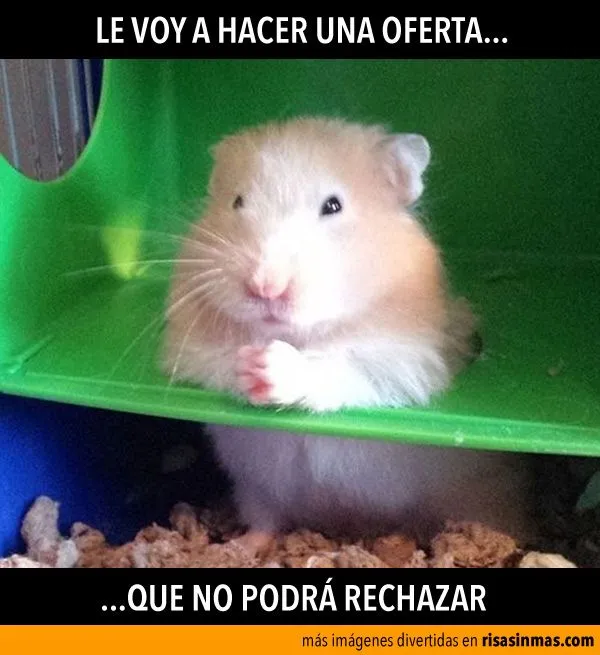 De hamsters graciosos - Imagui